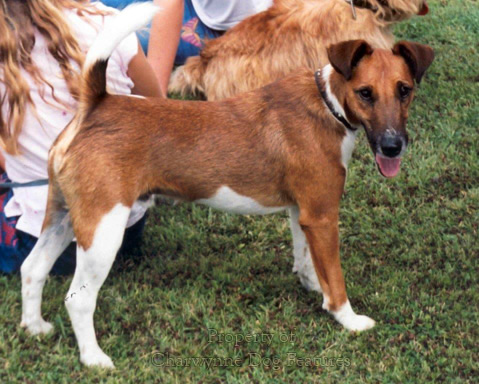 Plummer terrier hot sale breeders